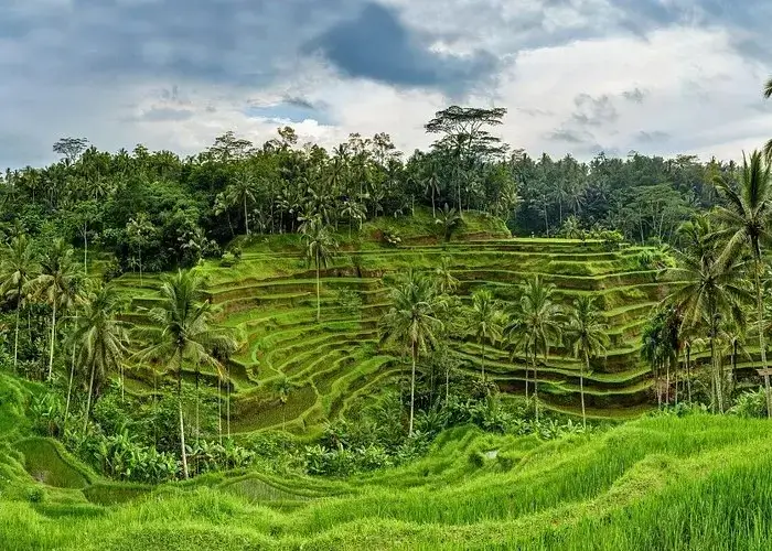Tegalalang Rice Terraces in Ubud, Bali